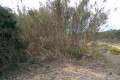 Action C4: Removal of Invasive Alien Species - Arundo donax (Giant reed)